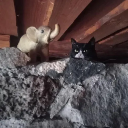 Metsatu Valge Elevandi Puhkemaja Casa de Férias Otepää